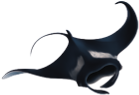 Ilustração de uma raia, animal de corpo achatado, com formato de losango e com cauda longa e fina. A coloração é escura na parte superior com uma listra clara.