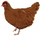 Ilustração de uma galinha, animal com corpo arredondado, duas patas, bico e crista pequena.