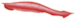 Ilustração de um anfioxo, animal de cor avermelhada com o corpo alongado e achatado, com uma das extremidades com formato triangular de lança.