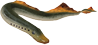 Ilustração de uma lampreia, animal com corpo alongado e cilíndrico, com nadadeiras dorsais em formato triangular. O corpo tem coloração cinza e amarela e manchas escuras.