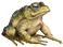 Ilustração de um sapo, animal quadrúpede, de corpo robusto e olhos grandes. O corpo tem coloração clara e manchas verdes e amarelas.