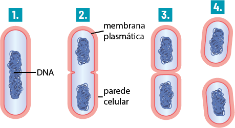Esquema com uma sequência de ilustrações numeradas. Com a indicação de número 1, há uma estrutura com formato cilíndrico e extremidades arredondadas, com uma camada mais externa e espessa e uma camada interna mais fina e, no interior, um emaranhado de filamentos, denominado D N A. Na indicação de número 2, a estrutura cilíndrica apresenta uma reentrância em cada lado na região central. A camada mais externa e espessa é denominada de parede celular e a mais interna e fina de membrana plasmática. Há D N A na metade superior e na metade inferior. Na indicação de número 3, há duas estruturas menores com formato cilíndrico e extremidades arredondadas e D N A no interior, a borda inferior de uma está em contato com a borda superior da outra. Na indicação 4, há duas estruturas menores com formato cilíndrico e extremidades arredondadas e D N A no interior, elas estão totalmente separadas.