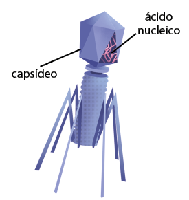 Ilustração de um vírus em recorte, composto por uma estrutura denominada de capsídeo, com várias faces em formato triangular e a região superior com formato piramidal. No interior há filamentos denominados ácido nucleico. Abaixo, ela se conecta a uma estrutura em espiral de formato cilíndrico, onde estão presos filamentos semelhantes a pernas de aranha.