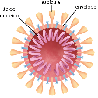 Ilustração de um vírus composto por uma esfera com a borda espessa denominada envelope. Do envelope, saem dois tipos de estruturas diferentes intercaladas, uma com formato de um prego e outra em formato de um botão de flor se abrindo, denominada espícula. No interior da esfera, há uma estrutura espiralada em formato circular e denominada ácido nucleico.