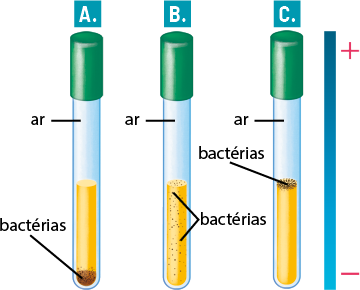 Ilustração de três tubos de ensaio com tampas. À direita dos tubos há uma barra com o sinal de positivo na extremidade superior e de negativo na extremidade inferior, com a coloração variando de azul claro na parte inferior a um azul escuro na parte superior. No tubo A, na parte superior dele há uma indicação de ar, em seguida uma substância com coloração amarela e no fundo do tubo, um aglomerado com coloração marrom, denominado bactérias. No tubo B, na parte superior está a indicação de ar, em seguida uma substância com coloração amarela mesclado com bactérias de coloração marrom. No tubo C, na parte superior está a indicação de ar, em seguida, a concentração de bactérias com coloração marrom e após, uma substância com coloração amarela.