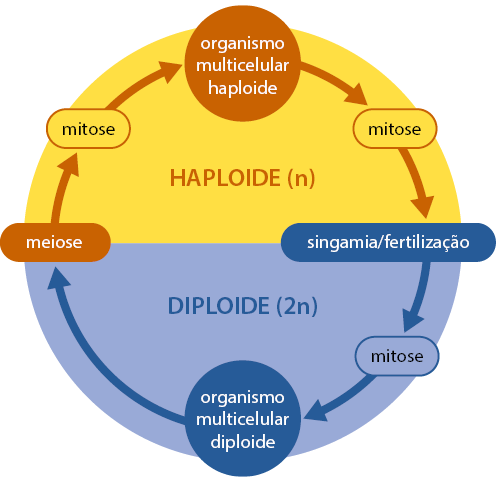Ilustração de um esquema com palavras e setas em uma esfera, na qual a metade superior é amarela e a metade inferior é azul. Na parte amarela está escrito haploide n, e na parte azul está escrito 2 n. Iniciando o ciclo no topo da parte amarela em sentido horário estão: organismo multicelular haploide, seta, mitose, seta para parte azul: singamia e fertilização, seta, mitose, seta, organismo multicelular diploide, seta para parte amarela: meiose, seta, mitose, seta fechando o esquema.