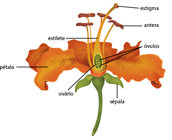 Ilustração de uma flor em corte. Na parte externa, na base da flor ligada ao caule, está a sépala, com formato de folha e verde, e acima estão as pétalas. Ao centro da flor, na base das pétalas, está o ovário com formato arredondado e dentro dele, os óvulos, um filamento com bolinhas presas. Em continuação do ovário, há um filamento comprido, o estilete e uma estrutura arredondada na sua extremidade, o estigma. Ao lado, há filamentos com estruturas retangulares na ponta, a antera.
