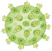 Ilustração de uma esfera e sobre sua superfície há estruturas compostas por uma base cilíndrica, e na parte superior uma estrutura semelhante a uma rolha, dentro há um flagelo.