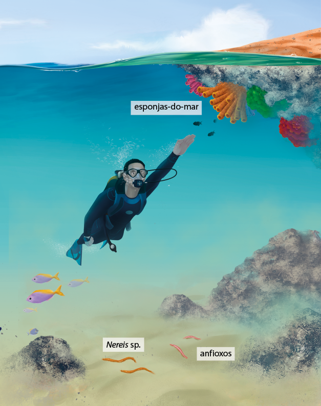Ilustração do fundo do mar, próximo a superfície com esponjas-do-mar, coloridas e com formato cilíndrico. Abaixo, há um mergulhador, com um dos braços estendidos à frente, usando máscara e cilindro de oxigênio. Abaixo, há peixes e, no fundo na areia, estão indicados Nereis s p, e anfioxos, ambos com corpo cilíndrico e fino.