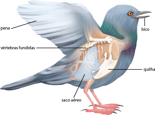 Ilustração de uma ave de perfil em corte, na qual na cabeça há uma indicação do bico, e nas asas há destaque para as penas. No interior do animal, há destaque para as vértebras fundidas, na região dorsal, um osso inteiro em posição horizontal, com pequenas reentrâncias, na região peitoral. Está indicado a quilha, osso achatado e plano, e o saco aéreo, um saco arredondado grande entre as vértebras fundidas e a quilha.