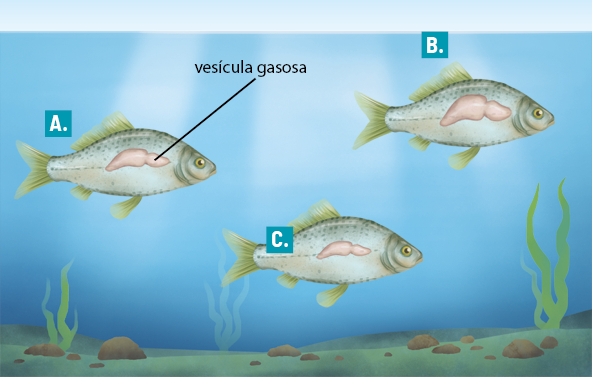 Ilustração de três peixes dentro da água com destaque para a vesícula gasosa no interior dos peixes, um saco com formato alongado. Os peixes têm a indicação das letras A, B e C e, cada um apresenta uma seta atravessando o corpo na vertical com indicação para cima correspondendo ao vetor E; e para baixo correspondendo ao vetor P. No peixe A está indicado que E é igual a P. No peixe B está indicado que E é maior do que P; e no peixe C está indicado que E é menor do que P.