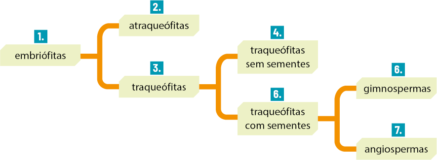 Esquema com palavras indicadas por números e linhas. À esquerda está escrito embriófitas indicada por 1. Ela está ligada as indicações 2 e 3, sendo 2 as atraqueófitas, e 3 as traqueófitas. A traqueófitas está ligada as traqueófitas sem sementes indicada por 4, e está ligada as traqueófitas com sementes indicada por 6. Essa última está ligada a gimnospermas indicada por 6, e as angiospermas indicada por 7.