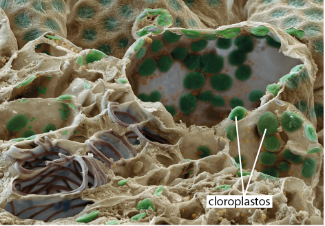 Fotografia de zoom microscópico de superfície irregular com cavidades, na qual dentro delas há pequenas estruturas esféricas com coloração esverdeada, denominadas cloroplastos.