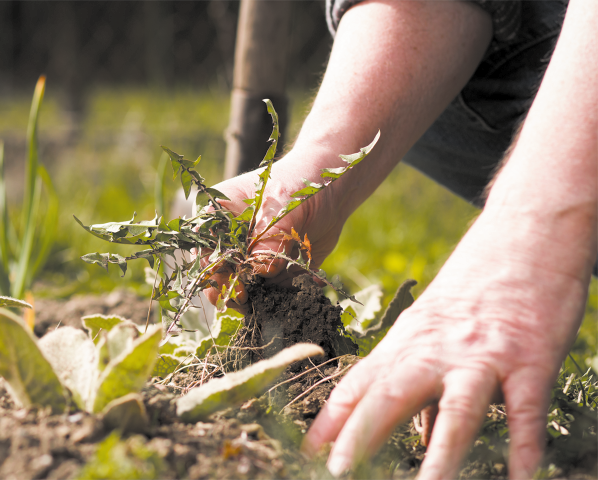 Fotografia de duas mãos, uma está tocando o solo com plantas e a outra está segurando uma planta com raízes.