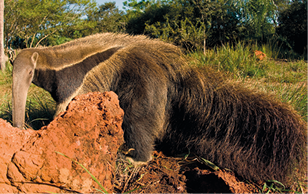 Fotografia de um tamanduá, animal quadrupede com coloração da pelagem em tons de marrom e cinza com uma listra preta na região peitoral, focinho comprido e cauda peluda. Ele está ao lado de um cupinzeiro.