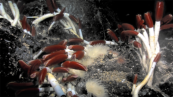 Fotografia de vermes aglomerados no fundo do mar sobre rochas. Eles possuem formato alongado e cilíndrico, com a parte superior em coloração vermelho escuro.
