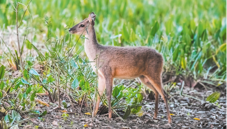 Fotografia de um veado, animal quadrúpede com pernas finas, focinho fino e orelhas para cima, e pelagem com coloração em tons de marrom. Ele está em meio a vegetação.