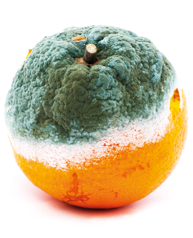Fotografia de uma laranja com a parte superior em decomposição, com uma camada em coloração verde e branca.