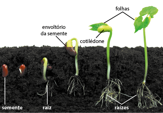 Fotografia com seis estágios diferentes de desenvolvimento de um feijoeiro. Ele inicia dentro da terra com um grão de feijão, denominado como semente, seguido por um feijão com uma pequena abertura na lateral. Em sequência, há um grão de feijão e saindo dele um caule fino com coloração verde e ao lado e abaixo filamentos de raiz. No quarto estágio o caule aumenta e o grão de feijão sai de dentro da terra e está com uma parte encoberta por uma camada de coloração verde. Em continuação, todo o grão fica encoberto pela camada de coloração verde denominada cotilédone e junto, uma folha, na terra as raízes estão longas. No estágio final, o caule está mais longo, com duas folhas nos ápices e raízes longas.