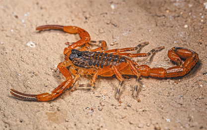 Fotografia de um escorpião amarronzado, animal com corpo alongado, cauda comprida e curva, pernas finas e laterais e par de palpos longos como pinças.