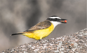 Fotografia de um bem-te-vi pousado sobre um tronco segurando um pequeno fruto no bico. O animal apresenta corpo amarelo, cabeça branca com uma faixa preta no bico passando pelos olhos. Tem bico fino e preto, e asas com coloração marrom.