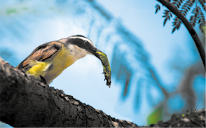 Fotografia de um bem-te-vi pousado sobre um tronco segurando uma lagarta no bico. O animal apresenta corpo amarelo, cabeça branca com uma faixa preta no bico passando pelos olhos. Tem bico fino e preto, e asas com coloração marrom.