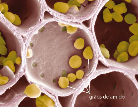 Fotografia de zoom microscópico de estruturas arredondadas justapostas. Dentro há estruturas em formato de discos com coloração amarela, denominadas grãos de amido.
