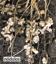Fotografia de raízes emaranhadas apresentando, em seus comprimentos, estruturas esféricas amontoadas e esbranquiçadas chamadas nódulos.