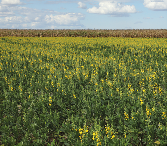 Fotografia de uma paisagem agrícola com uma plantação com crotalária, planta com flores amarelas em pendão alto e folhas verdes com bordas irregulares. Ao fundo, há uma plantação alta e fechada e o céu claro com algumas nuvens.