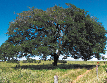 Fotografia de uma árvore alta de copaíba com muitas folhas. Ela está em um pasto com o céu azul ao fundo e uma cerca à direita.