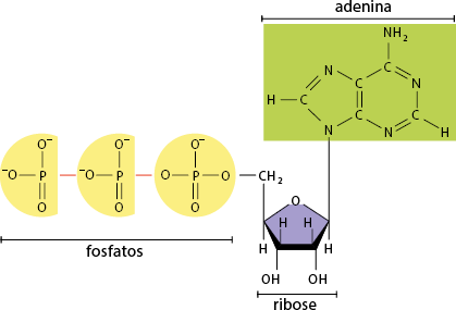 Ilustração de uma estrutura química composta por três partes que são formadas por símbolos de elementos químicos e conectadas por ligações simples, uma linha, ou ligações duplas, duas linhas. A primeira parte, é denominada adenina. Nela, à esquerda está um elemento H ligado a um elemento C por uma linha simples. Esse C faz parte de uma estrutura em formato de pentágono, na qual, a partir dele em sentido horário as ligações são: linha dupla, N, linha simples, C, linha dupla, C, linha simples N, linha simples. A ligação C linha dupla C é comum a uma estrutura ao lado em formato de hexágono, na qual no lugar dos vértices estão os seguintes elementos em sentido horário: C, C, C, N, C, N intercalando entre ligação simples e dupla. Nessa estrutura, o C superior também está ligado ao grupo N H índice 2 por uma linha simples. E o C no canto inferior direito está ligado ao elemento H por uma linha simples. A segunda parte é a estrutura denominada ribose, estrutura em formato de pentágono, na qual, na ponta da lateral esquerda está um elemento H que se liga com a adenina. Na ponta superior do pentágono está o elemento O, nas pontas inferiores estão O H e H, e, na ponta da lateral esquerda está o elemento H, com uma ligação simples para cima, com o grupo C H índice 2. Esse grupo se liga a estrutura da terceira parte da estrutura química. A terceira parte é denominada fosfatos, composta por três estruturas em linha. A primeira estrutura inicia com o elemento P no meio com quatro ligações ao redor: ligação simples para direita com elemento O, que está ligado por uma ligação simples a ribose, ligação simples para cima com elemento O negativo, ligação dupla para baixo com elemento O e, ligação simples para esquerda com elemento O, ligação simples para segunda estrutura. A segunda e terceira estruturas são iguais e se conectam por uma ligação simples. Inicia com P no meio com três ligações, ligação simples para esquerda com elemento O negativo, ligação simples para cima com elemento O, ligação dupla para baixo com elemento O.