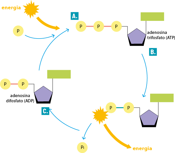 Esquema ilustrativo de um ciclo com setas e estruturas. Inicia com a indicação da letra A, a estrutura adenosina trifosfato A T P, composta por três círculos com a letra P conectados em linha reta. O terceiro círculo está conectado a um pentágono e a ponta de um dos lados, conectado a um retângulo. Uma seta aponta para indicação da letra B, com dois círculos conectados em linha reta com a letra P dentro. Um deles está conectado a um pentágono e a ponta de um dos lados, conectado a um retângulo. Ao lado dos dois círculos há uma estrutura com bordas pontiagudas, saindo dela duas setas, uma com a indicação de energia e outra com indicação P i. Ao lado há outra seta apontando para indicação da letra C, com a estrutura adenosina difosfato A D P, composta por dois círculos conectados em linha reta com a letra P dentro, com o segundo conectado a um pentágono e a ponta de um dos lados, conectado a um retângulo. Dessa parte sai uma seta voltando para letra A. Ao lado também há duas setas em direção ao ciclo, uma com um balão com bordas pontiagudas com a indicação de energia e outra seta com indicação P.