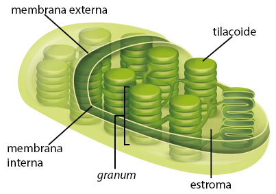 Ilustração de uma estrutura em corte, com formato cilíndrico com as bordas arredondadas, revestida por uma camada externa denominada membrana externa e, uma camada interna, denominada membrana interna. Dentro da estrutura, o espaço interno plano é denominado estroma, preenchido por discos, chamados tilacoide, que estão empilhados, cada grupo de tilacoide é denominado granum.