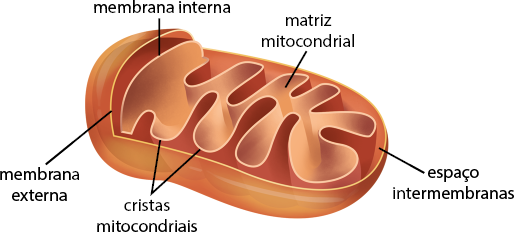 Ilustração de uma estrutura em corte com formato cilíndrico com as extremidades arredondadas, composta por uma camada externa denominada membrana externa, um espaço chamado espaço intermembranas e, uma camada interna, nomeada membrana interna. Dentro há uma estrutura em formato de saco com reentrâncias, formando cristas em suas extremidades, chamadas cristas mitocondriais, e no interior a indicação da matriz mitocondrial.