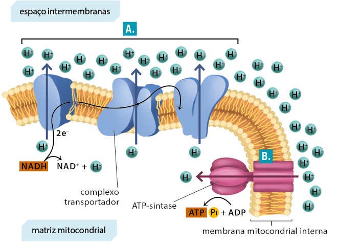 Ilustração de uma camada denominada como membrana mitocondrial interna formada por uma camada superior e uma camada inferior de pequenas esferas e, unindo-as, filamentos. A parte superior a membrana é chamada de espaço intermembranas e abaixo, de matriz mitocondrial. Indicação da letra A: Na membrana há três estruturas ovaladas atravessando a camada da membrana mitocondrial interna, com a indicação de complexo transportador. Uma seta curva bifurca, na ponta inicial N A D, desta bifurcação, uma seta para cima passa pelos três complexos transportadores com a indicação de 2 e negativo. A seta que bifurca para baixo tem a indicação de N A D positivo mais H positivo. Em cada complexo transportador uma seta parte da matriz mitocondrial com a indicação de H positivo e atravessa até o espaço intermembranas. No espaço intermembranas há dezenas de círculos com o elemento H positivo dentro. Indicação da letra B: uma estrutura denominada A T P sintase com formato cilíndrico e extremidade com estruturas ovaladas atravessando a membrana mitocondrial interna até a na matriz mitocondrial. Uma seta atravessa A T P sintase com indicação de entrada de H positivo. E há uma seta curva para direita abaixo da A T P sintase com indicação A T P espaço P i mais A D P.