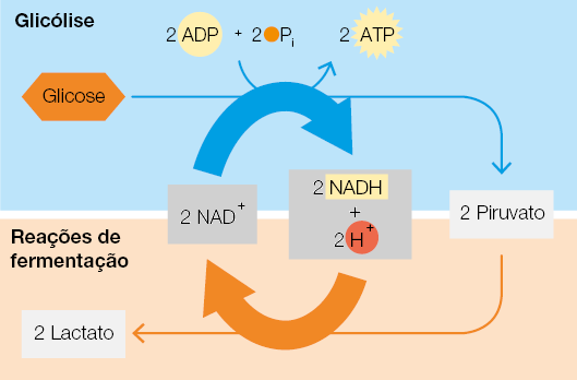 Esquema com setas dividido em duas partes. Na parte superior, denominada glicólise, inicia com a glicose, uma seta longa para direita que atravessa a parte superior e aponta para a segunda parte do esquema. Sobre ela, há uma seta curvada para cima, a qual sai de 2 A D P mais 2 um círculo em coloração laranja P i, e aponta para 2 A T P. Ao final da seta que atravessa a parte superior está escrito: 2 Piruvato. Dele sai uma seta longa para esquerda que atravessa a parte inferior, denominada reações de fermentação, e no final da seta está escrito 2 lactato. Entre a parte superior e inferior, há duas setas, uma seta curvada para direita sobrepondo a seta longa da parte superior e uma seta curvada para a esquerda, sobrepondo a seta da parte inferior, e entre elas estão indicados 2 N A D positivo no início da seta superior e final da seta inferior. E está indicado 2 N A D H, mais, 2 H positivo, na ponta da seta superior e no início da seta inferior.