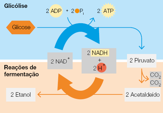 Esquema com setas dividido em duas partes. Na parte superior, denominada glicólise, inicia com a glicose, uma seta longa para direita que atravessa a parte superior e aponta para a segunda parte do esquema. Sobre ela, há uma seta curvada para cima, a qual sai de 2 A D P mais 2 um círculo em coloração laranja P i, e aponta para 2 A T P. Ao final da seta que atravessa a parte superior está escrito: 2 Piruvato. Dele sai duas setas, uma apontando para dois grupos C O índice 2 e outra apontando para 2 Acetaldeído, as qual sai uma seta longa para esquerda que atravessa a parte inferior, denominada reações de fermentação, e no final da seta está escrito 2 lactato. Entre a parte superior e inferior, há duas setas, uma seta curvada para direita sobrepondo a seta longa da parte superior e uma seta curvada para a esquerda, sobrepondo a seta da parte inferior, e entre elas estão indicados 2 N A D positivo no início da seta superior e final da seta inferior. E está indicado 2 N A D H, mais, 2 H positivo, na ponta da seta superior e no início da seta inferior.