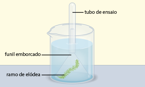 Ilustração de um béquer, um recipiente de vidro com líquido incolor dentro, com um ramo de planta denominado ramo de elódea. Sobre ele há um funil emborcado, que está de cabeça para baixo, com a base larga encobrindo o ramo. A ponta do funil externa ao líquido incolor está encoberta por um tubo de ensaio.