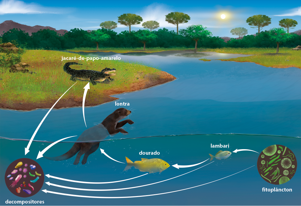 Ilustração de um ciclo em um ambiente aberto. O ciclo inicia dentro de um corpo d’água com destaque para estruturas de diferentes tamanhos e formatos, denominados fitoplâncton. Desse destaque sai uma seta apontando para um pequeno peixe denominado lambari, da qual sai uma seta apontando para um peixe maior de coloração amarela denominado dourado. Dele sai uma seta apontando para uma lontra, e dela sai uma seta apontando para um jacaré-de-papo-amarelo a beira do corpo d’água. De todos os organismos parte uma seta dentro da água para um destaque com organismos de diferentes formatos, denominados decompositores.