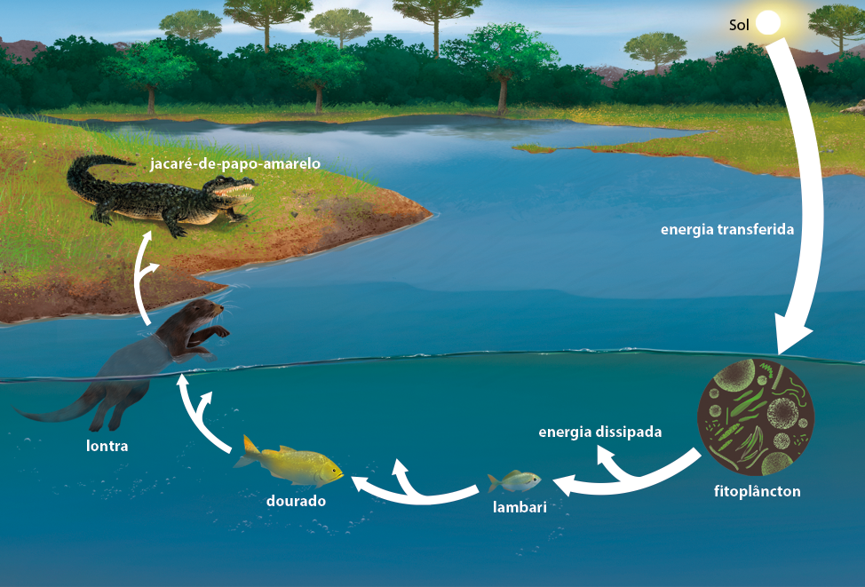 Ilustração de um ciclo em um ambiente aberto. O ciclo inicia no Sol, de onde sai uma seta em direção para dentro de um corpo d’água, onde há um destaque com estruturas de diferentes tamanhos e formatos, denominados fitoplâncton. Dele sai uma seta que bifurca, apontando para energia dissipada, e para um pequeno peixe denominado lambari, da qual sai uma seta apontando para um peixe maior de coloração amarela denominado dourado. Dele sai uma seta apontando para uma lontra, e dela sai uma seta apontando para um jacaré-de-papo-amarelo a beira do corpo d’água.