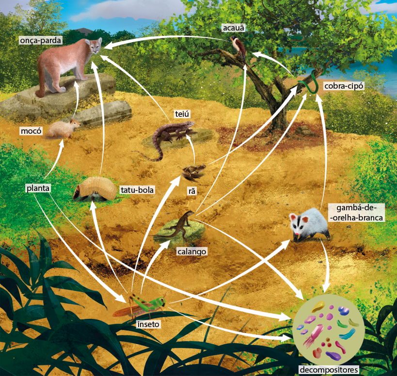 Ilustração de um ciclo em um ambiente de vegetação, com animais e setas. Iniciando o ciclo de uma área de vegetação rasteira denominada planta, desta partem três setas: uma para com um grilo, denominado inseto, uma seta para um pequeno roedor, o mocó e uma seta para um destaque de organismos de diferentes formatos, os decompositores. Do mocó parte uma seta para onça-parda. Do inseto partem cinco setas: para um lagarto, o calango, para uma rã, para um tatu-bola, para um gambá-de-orelha-branca e para os decompositores. Do calango partem três setas: uma seta para um gavião denominado acauã, uma seta para uma cobra-cipó e uma seta para os decompositores. Da rã partem duas setas: seta para teiú e uma seta para cobra-cipó. Do tatu-bola parte uma seta para onça-parda. Do gambá-de-orelha-branca, partem duas setas: uma em direção a cobra-cipó e uma seta para os decompositores. Da cobra cipó parte uma seta em direção ao acauã, da qual parte uma seta em direção a onça-parda. E do teiú parte uma seta para onça-parda.