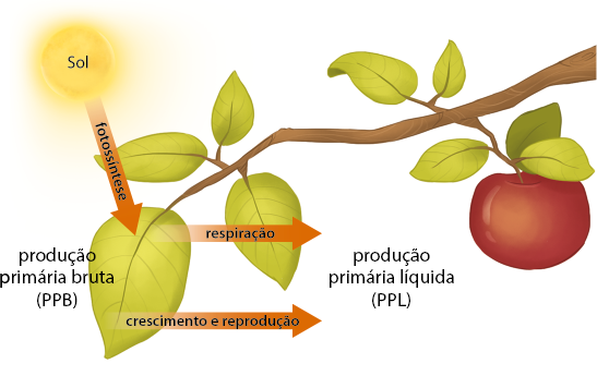 Ilustração de um galho de árvore com folhas e um fruto. Na parte superior, está o Sol, e partindo dele há uma seta em direção a uma folha, com a inscrição fotossíntese. Ao lado dessa folha, está escrito: produção primária bruta P P B. Há duas setas saindo da folha, uma com a inscrição respiração e a outra crescimento e reprodução, em direção a inscrição produção primária líquida P P L.