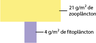 Ilustração de dois retângulos empilhados. Na base, um retângulo em posição vertical, pequeno: 4 gramas por metro quadrado de fitoplâncton e acima, um retângulo maior na posição horizontal: 21 gramas por metro quadrado de zooplâncton.