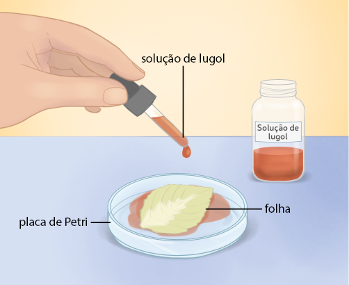 Ilustração sobre uma superfície plana com um recipiente de vidro com um líquido de coloração amarronzada com uma etiqueta escrita Solução de lugol. Acima, há uma mão segurando um conta gotas pingando solução de lugol. Abaixo uma placa de Petri com uma folha dentro, em meio a solução de lugol. A coloração da folha é verde clara com a região central com colação esbranquiçada.