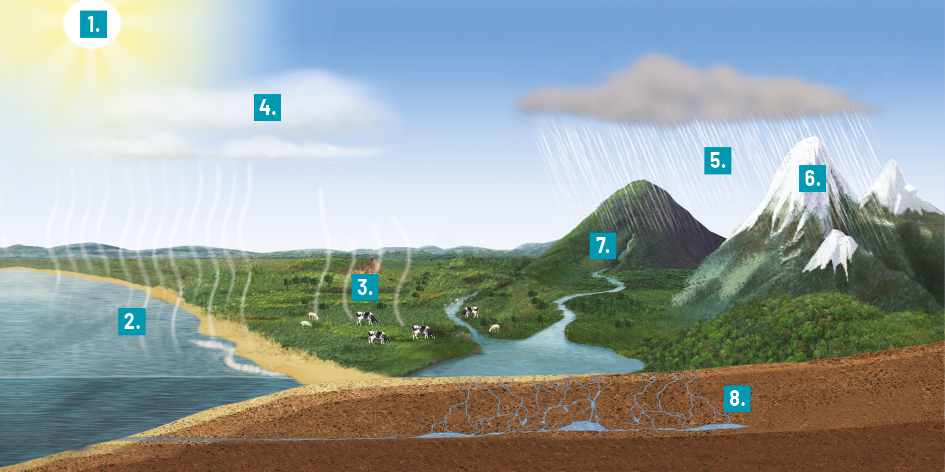 Ilustração de vista aérea de uma paisagem litorânea. No lado esquerdo superior se encontra o sol, com indicação do número 1, e um pouco a direita há uma nuvem no céu se formando e com indicação do número 4. Abaixo dela há riscos simulando a evaporação da água do oceano que se encontra mais abaixo e com indicação do número 2; alguns riscos saem da vegetação que tem alguns bovinos e com indicação do número 3, localizado do lado direito do oceano; mais à direita há um rio que sai dos pés de uma montanha ao fundo e com indicação do número 7. Na frente do rio há um corte do solo evidenciando que suas águas se infiltram nesse solo e com indicação do número 8. Em cima da montanha há uma nuvem escura de onde cai chuva e com indicação do número 5, e ao lado desta montanha há outra mais alta com vários cumes, nela há uma camada branca no topo simulando neve e com indicação do número 6; em cima dela há continuidade da nuvem precipitando.
