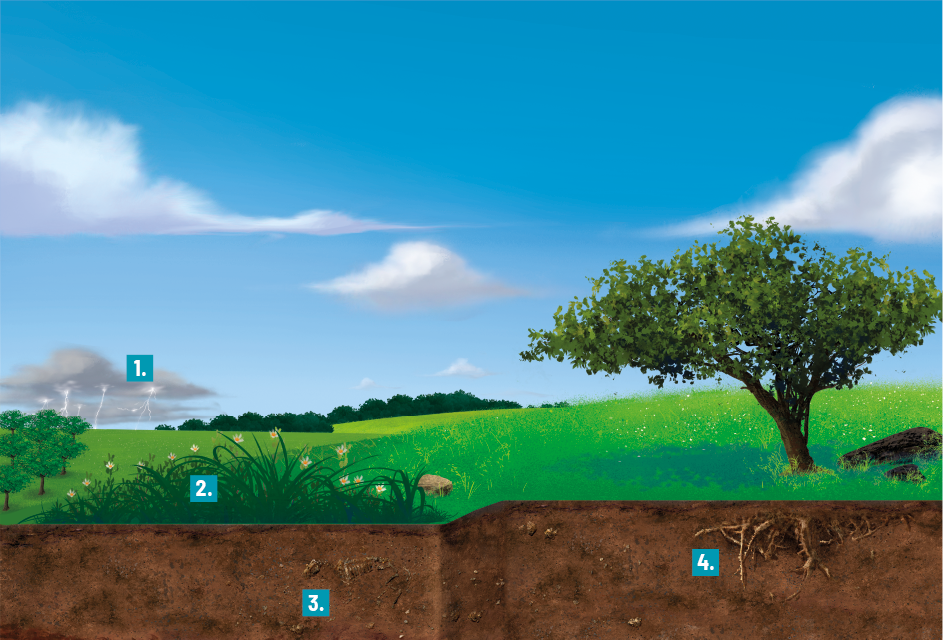 Ilustração de uma paisagem com um céu com várias nuvens brancas, e à esquerda há nuvens de tempestade de onde saem raios e com indicação do número 1. Abaixo do céu há muita vegetação e no lado esquerdo, abaixo da nuvem de tempestade, há árvores e do lado direito uma mata fechada. À frente desta, há um gramado com uma grande árvore do lado direito e rochas. À esquerda também há uma moita com pequenas flores brancas e com indicação do número 2. Na parte inferior, há um corte do solo com um pequeno esqueleto de animal com indicação do número 3 e do lado direito estão as raízes da árvore com indicação do número 4.