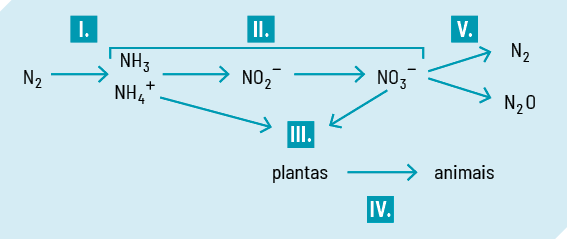 Esquema de forma sequencial indicada por números romanos, com as transformações químicas do nitrogênio. Etapa 1: de N 2 sai uma seta sequencial para N H 3 e para N H 4 positivo. Etapa 2: do N H 4 positivo sai uma seta sequencial para N O 2 negativo e, em seguida, outra para nitrato O 3 negativo e outra seta sequencial sai de N H 4 positivo e vai para o escrito plantas na etapa 3 onde uma seta sequencial também sai de N O 3 negativo e vai até o escrito plantas. Etapa 4: uma seta sequencial vai de plantas até o escrito animais. Etapa V: uma seta sequencial vai de N O 3 negativo até N 2 e até N O 2.