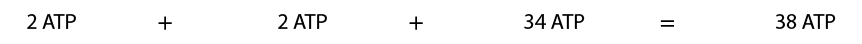 Esquema em linha horizontal: 2 A T P, mais, 2 A T P, mais, 34 A T P igual 38 A T P.