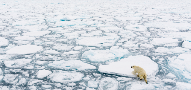 Fotografia aérea do oceano repleto de placas de gelo e do lado inferior direito um urso polar passando de uma placa para outra.