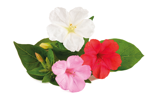 Fotografia de três flores, uma com pétalas brancas, uma com pétalas vermelhas e uma com pétalas cor-de-rosa, e ao fundo, folhas verdes.